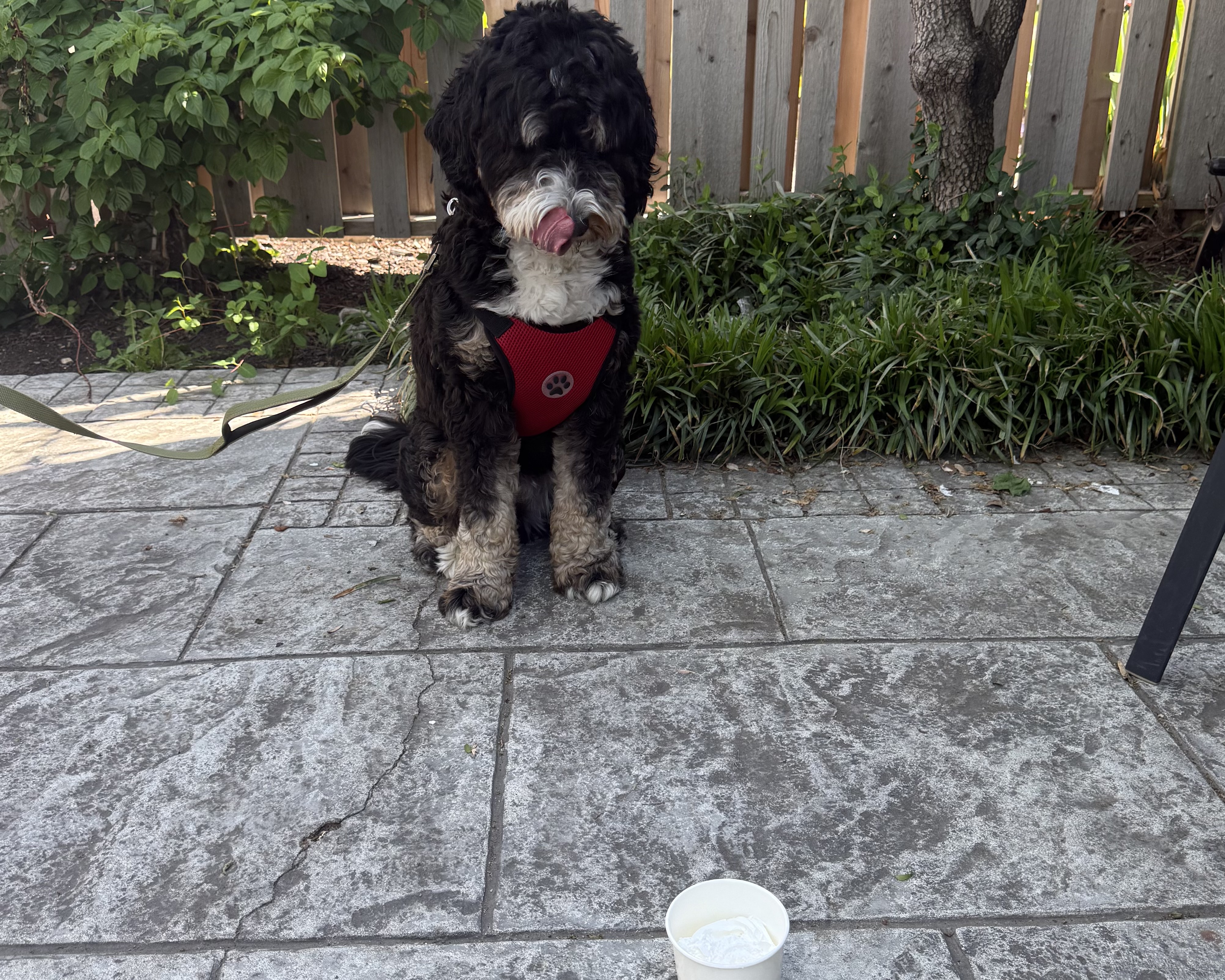 A black and tan dog wearing a red harness sits on a stone patio, licking its nose.