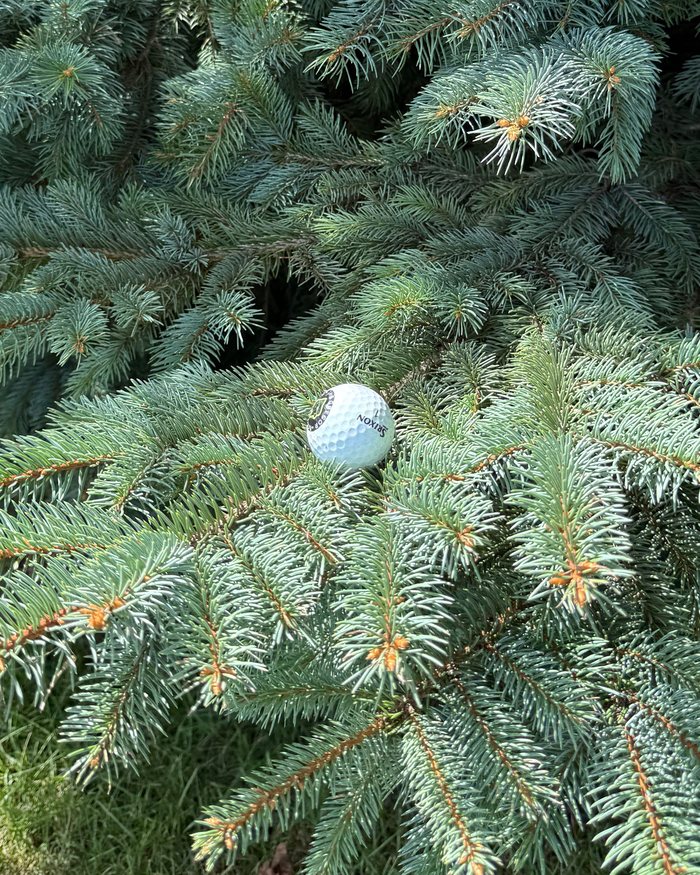 Golf ball resting in a tree on No. 18 at The Fortress