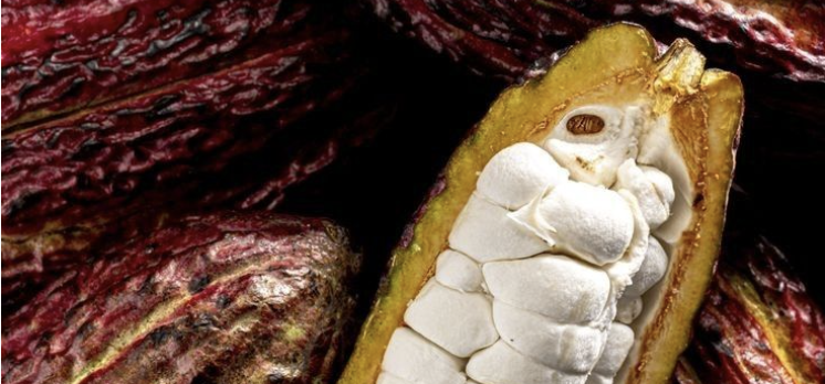 Une cabosse de cacao ouverte, révélant sa pulpe blanche et ses fèves.